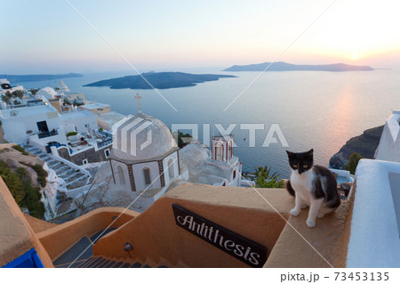 Cat, church & Fira town at sunset, Fira, Santorini, Cyclades Islands, Greece 73453135