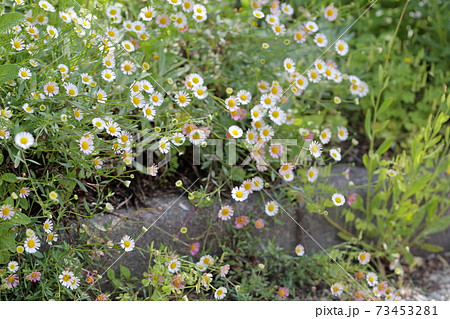 お庭に咲くかわいい源平小菊 ゲンペイコギク エリゲロン の写真素材