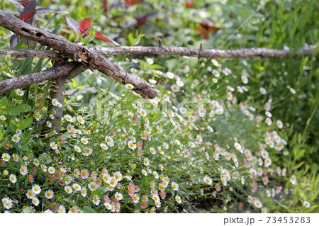 お庭にさり気なく咲く 花 ゲンペイコギク エリゲロン の写真素材