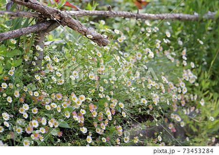 お庭にさり気なく咲く 花 ゲンペイコギク エリゲロン の写真素材