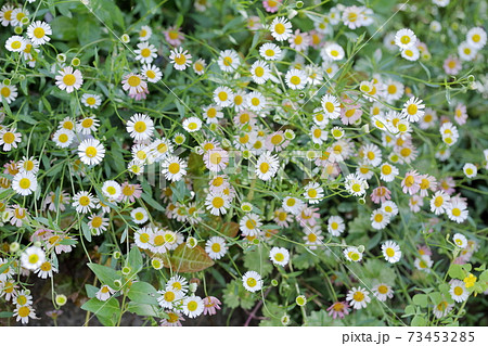 お庭にさり気なく咲く花 ゲンペイコギク エリゲロン の写真素材