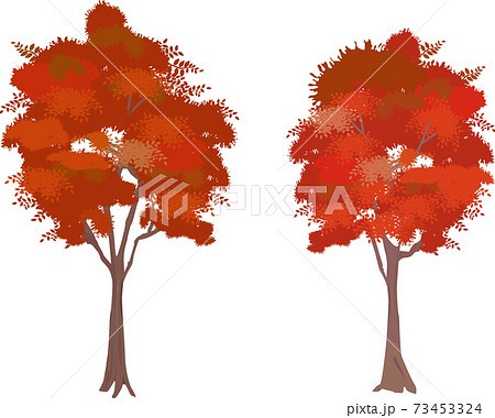 鮮やかな秋の街路樹のイラスト素材