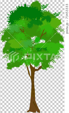 街で見かける普通の街路樹のイラスト素材