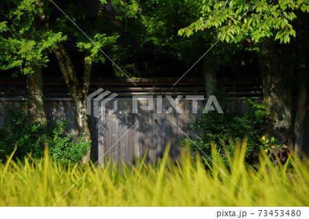 草木に囲まれた板塀 草木に囲まれた板塀 73453480