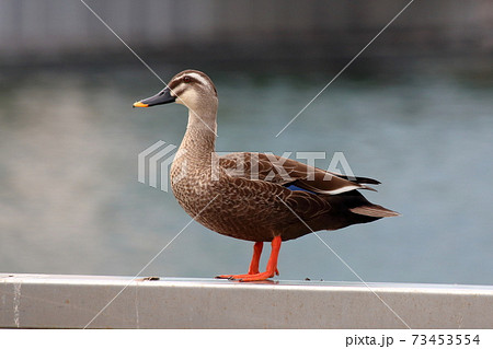 Japanese duck by Tokyo Bay in Minatoku Tokyo Japan 73453554