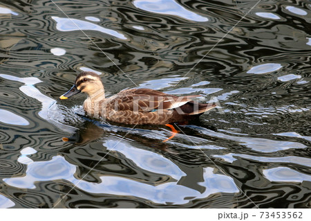 Japanese duck by Tokyo Bay in Minatoku Tokyo Japan 73453562