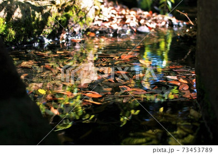 水中の落ち葉 水中の落ち葉 73453789