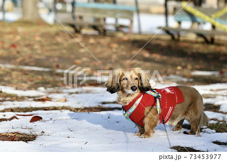 犬用ニットを着て雪の中を散歩するミニチュアダックス 手編みの犬用ニット 犬用ニットを着て雪の中を散歩するミニチュアダックス 手編みの犬用ニット 73453977