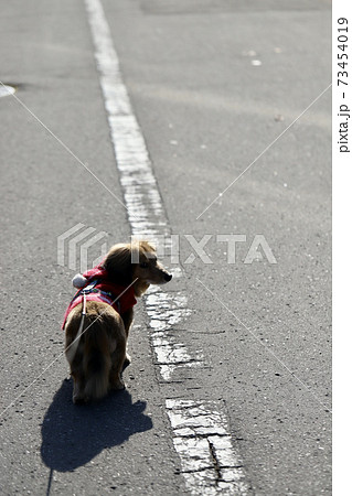 犬用ニットを着て道路の真ん中を散歩するミニチュアダックス 犬用ニットを着て道路の真ん中を散歩するミニチュアダックス 73454019