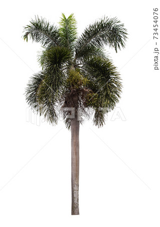 Beautiful green palm tree isolated on white background. Beautiful green palm tree isolated on white background. 73454076