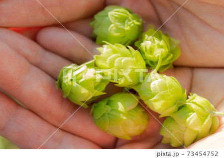 ホップの収穫 ホップの収穫 73454752