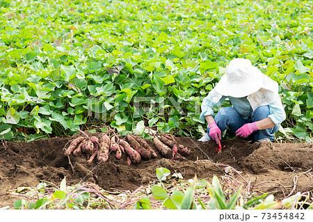 サツマイモを掘るシニア女性 73454842