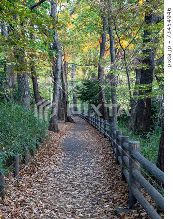 秋の玉川上水緑道の景色 紅葉の写真素材