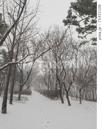 冬 積雪 樹木の写真素材