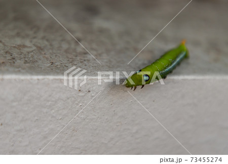 Oleander Hawk Moth Caterpillar (Daphnis nerii, Sphingidae) Crawl on the edge of the white wall. Oleander Hawk Moth Caterpillar (Daphnis nerii, Sphingidae) Crawl on the edge of the white wall. 73455274