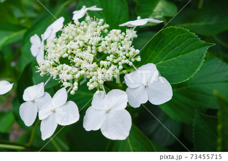あじさい・梅雨イメージ あじさい・梅雨イメージ 73455715