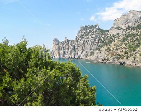 Pine tree next to sea. Pine tree next to sea. 73456562