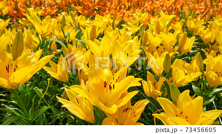 千種公園、満開のユリ〈愛知県名古屋市〉 73456605