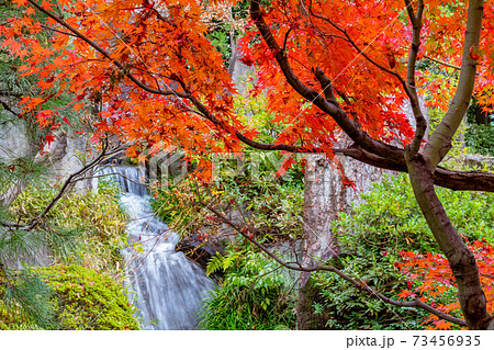目白庭園の紅葉 目白庭園の紅葉 73456935