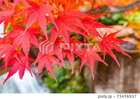 目白庭園の紅葉 73456937