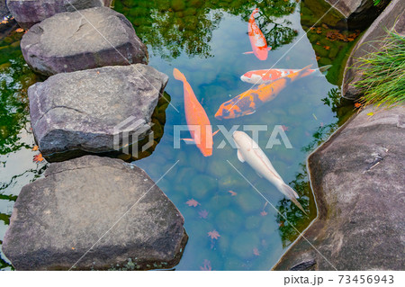 目白庭園の池 73456943