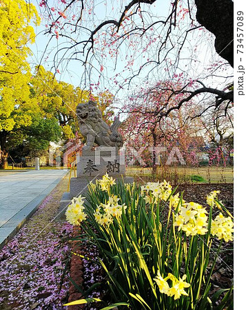 満開の黄色い水仙の花の足元に梅の花びらが散り、後ろに狛犬が見える神社の境内。バックには新緑の木々 満開の黄色い水仙の花の足元に梅の花びらが散り、後ろに狛犬が見える神社の境内。バックには新緑の木々 73457089