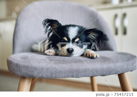 Close-up of the head of a small black and white dog Chihuahua. 73457215