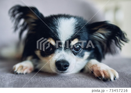 Close-up of the head of a small black and white dog Chihuahua. 73457216