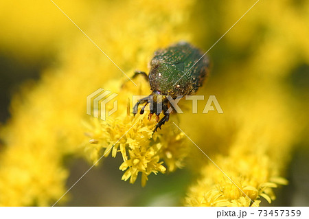 コアオハナムグリがセイタカアワダチソウの花の花粉を食べている 正面 の写真素材