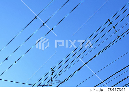 電線に取り付けられた鳥よけ 電線に取り付けられた鳥よけ 73457365