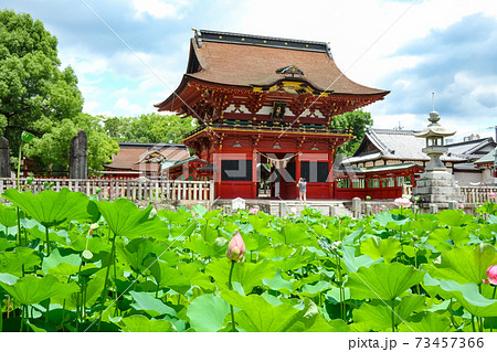 伊賀八幡宮のハス〈愛知県岡崎市〉 伊賀八幡宮のハス〈愛知県岡崎市〉 73457366