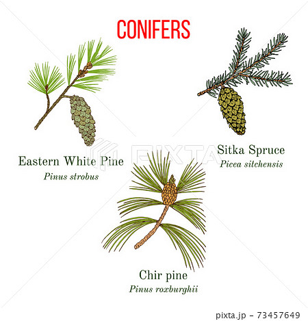 Set of different conifiers branches with cones 73457649