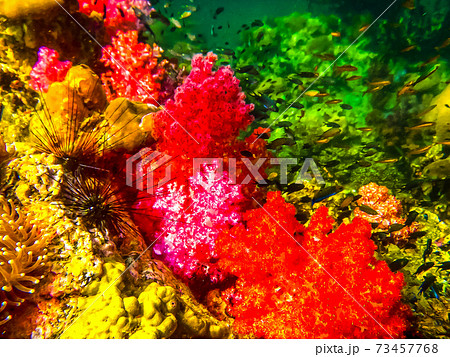 The colorful red coral reef with sea urchin in tropical, underwa 73457768