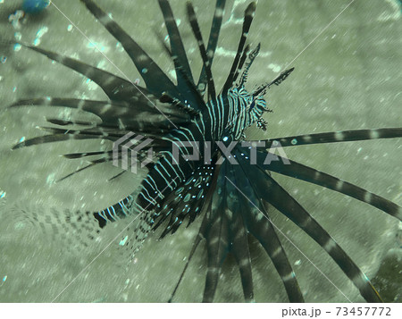 Lionfish or scorpions fish swimming near coral reef in clear tropical waters Lionfish or scorpions fish swimming near coral reef in clear tropical waters 73457772