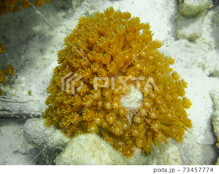 This is a picture of green encrusting star polyps. 73457774