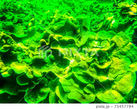 The green coral reef with sea in tropical, underwater. 73457784