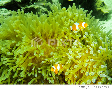 False Clown Anemone Fish Swimming in the Anemone Flower under Andaman sea, Thailand False Clown Anemone Fish Swimming in the Anemone Flower under Andaman sea, Thailand 73457791