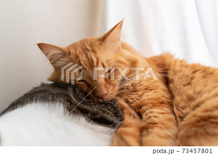 猫を枕に眠るネコ 茶トラ猫の写真素材
