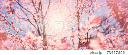 Blurred sakura tree twigs on blue background. Blurred sakura tree twigs on blue background. 73457806