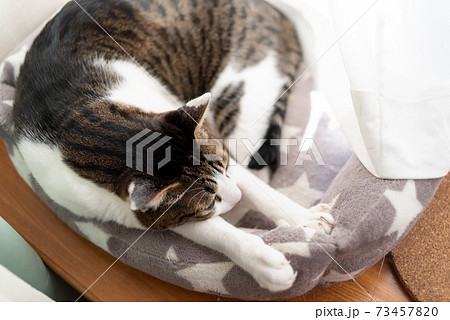 くつろぐ猫 キジトラ猫 くつろぐ猫 キジトラ猫 73457820
