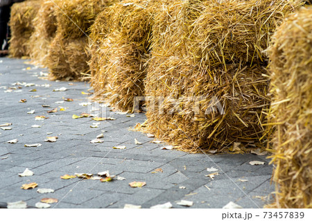 The pavement covered with yellow autumn leaves and folded cubes of dry hay. The pavement covered with yellow autumn leaves and folded cubes of dry hay. 73457839