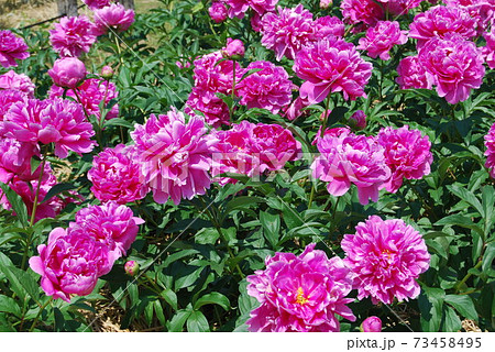 濃いピンク色の芍薬の花 濃いピンク色の芍薬の花 73458495