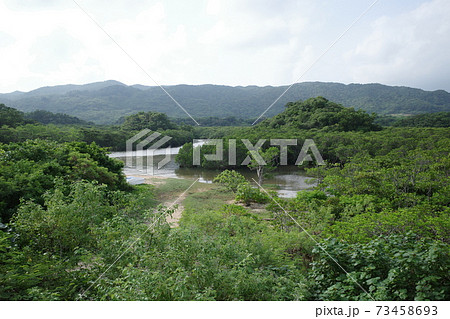 吹通川のヒルギ群落 73458693