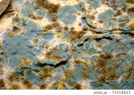 Stone covered with various mildew Stone covered with various mildew 73458835