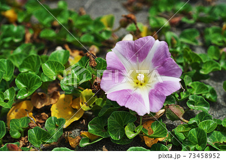 春のハマヒルガオの花 春のハマヒルガオの花 73458952