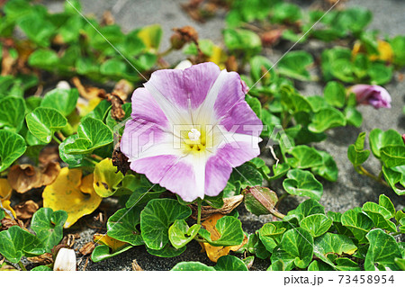 春のハマヒルガオの花 73458954