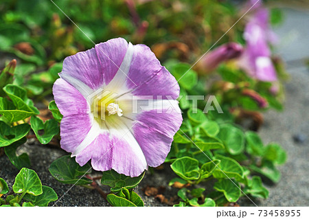 春のハマヒルガオの花 73458955