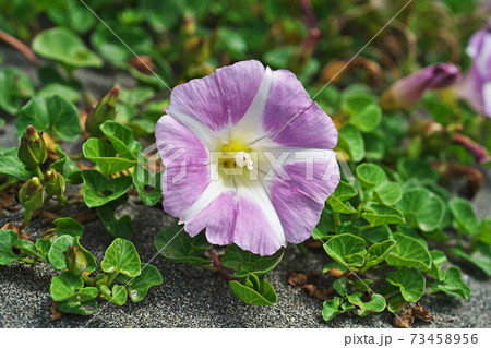春のハマヒルガオの花 73458956