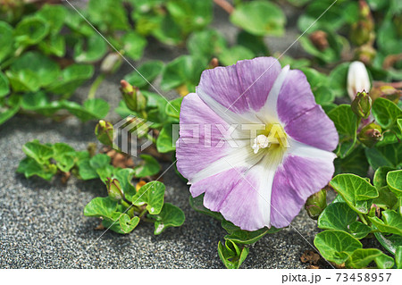 春のハマヒルガオの花 春のハマヒルガオの花 73458957