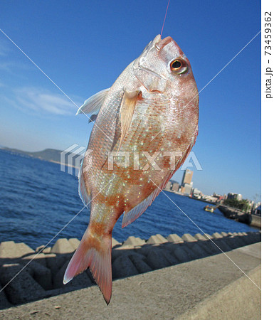 ファミリーフィッシングでマダイを釣った 73459362